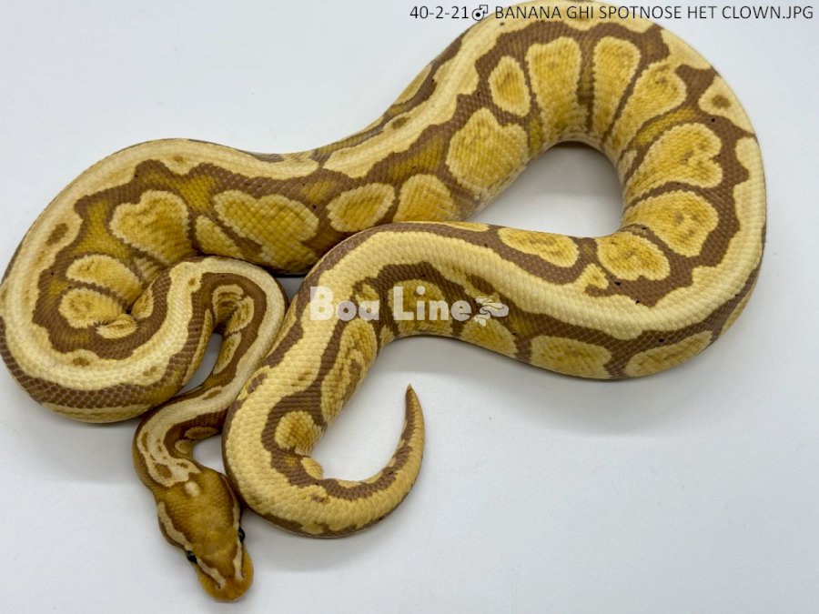 BANANA GHI SPOTNOSE HET CLOWN
